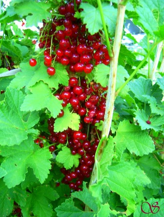 Червен касис (Ribes Jonkheer vаr. tets)